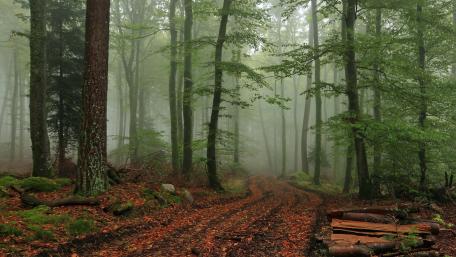 Mysterious Foggy Forest Pathway wallpaper