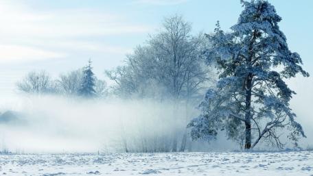 Winter Wonderland in a Foggy Landscape wallpaper