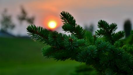 Serene Sunset Over Evergreen Pines wallpaper
