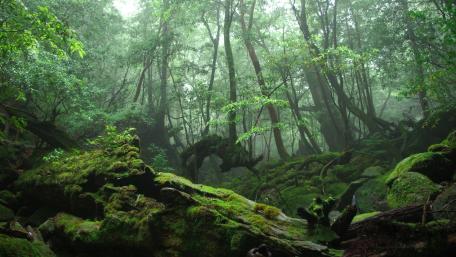 Mystical Forest Adventure wallpaper