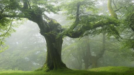 Majestic Tree in a Misty Forest Scene wallpaper