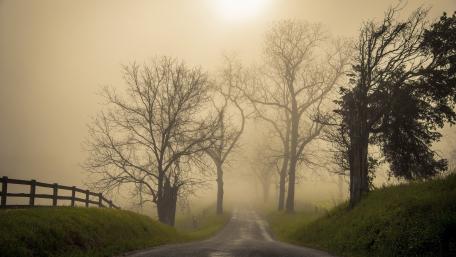 Mysterious Foggy Roadway Through Trees wallpaper