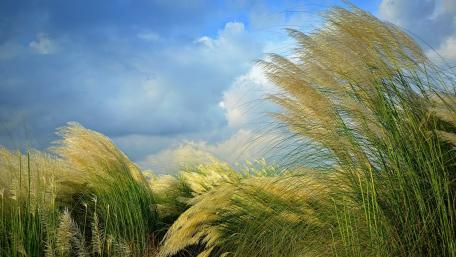 Golden Grasslands Dancing in the Breeze wallpaper