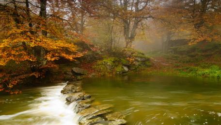 Autumn Serenity by the River wallpaper