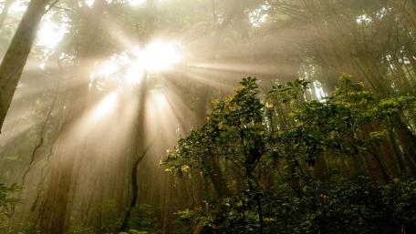 Sunlit Forest Serenity wallpaper