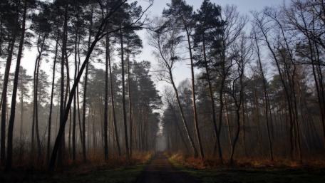 Serene Forest Pathway Inviting Exploration wallpaper
