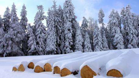 Winter Wonderland with Spruce Trees and Snowy Logs wallpaper