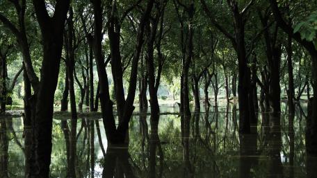 Serene Reflections in a Riparian Forest wallpaper