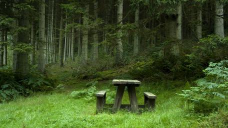 Serene Forest Picnic Bench wallpaper