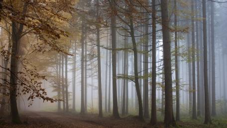 Mystical Autumn Forest in Foggy Serenity wallpaper