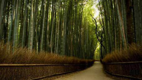 Bamboo roadway wallpaper