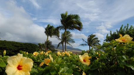 Tropical Paradise with Hibiscus and Palm Trees wallpaper