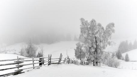 Serene Winter Landscape with Frosted Trees and Snowy Fence wallpaper
