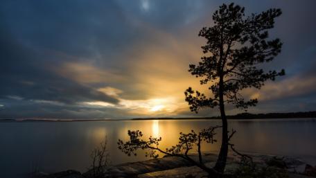 Lone Tree at Sunset Over Serene Lake wallpaper