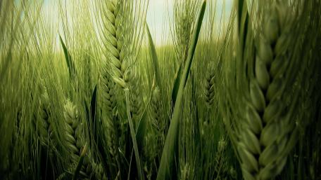 Vibrant Green Wheat Field Scene wallpaper