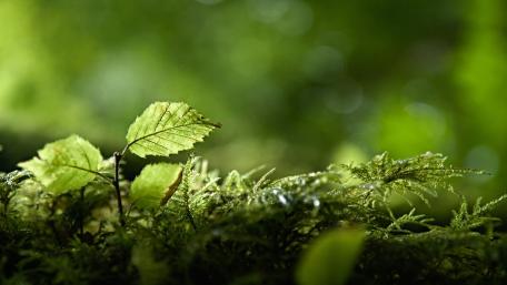 Fresh Green Leaves in Bokeh Light Enhancement wallpaper