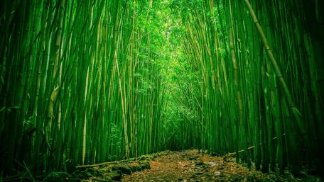 Lush Bamboo Forest Pathway wallpaper