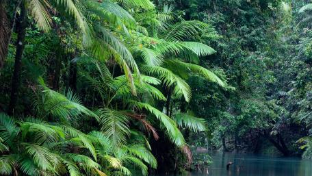 Lush Serenity in a Tropical Jungle wallpaper