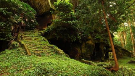 Lush Jungle Pathway in a Hidden Cave wallpaper