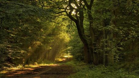 Serene Forest Path Illuminated by Sunrays wallpaper