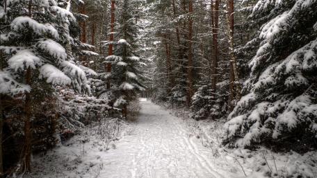Enchanting Winter Pathway Through the Snowy Forest wallpaper
