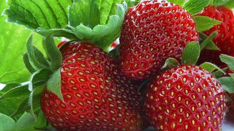 Vibrant Fresh Strawberries Wallpaper wallpaper