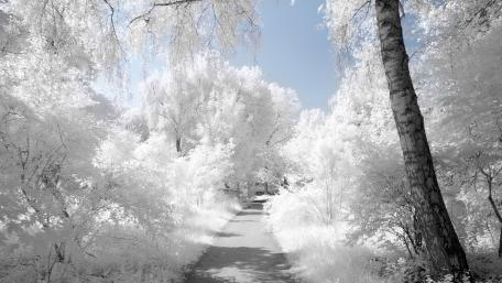 Frozen Wonderland with Footpath Trail wallpaper