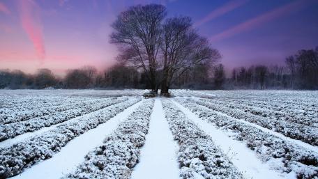 Winter Serenity in a Snowy Landscape wallpaper