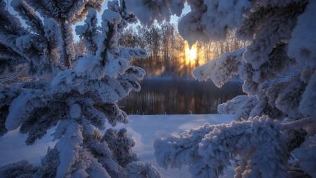 Winter Serenity with Sunlit Pines wallpaper