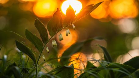 Golden Glow of Nature's Blossoms wallpaper