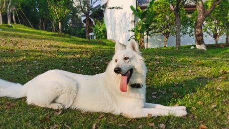 Fluffy White Dog Enjoying Nature's Calmness wallpaper