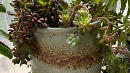 Succulent Serenity in a Potting Design wallpaper