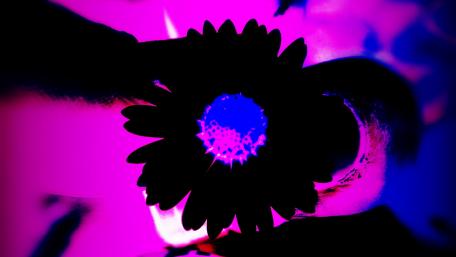 blume99 wallpaper