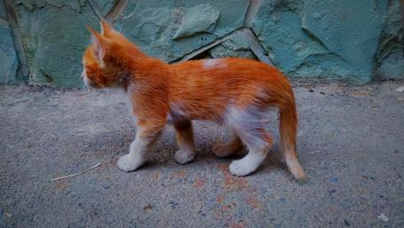Ginger Kitten Strolling Around Outdoors wallpaper