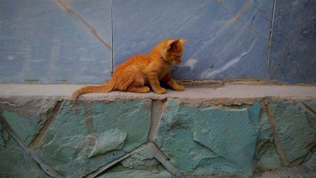 Ginger Kitty on a Stone Ledge wallpaper