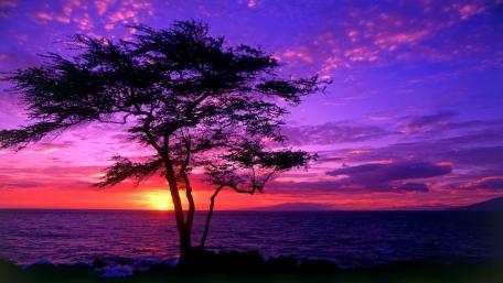 Sunset Silhouette by the Sea wallpaper