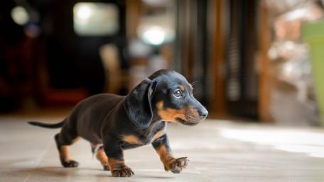 Adorable Dachshund Puppy Exploring Indoors wallpaper