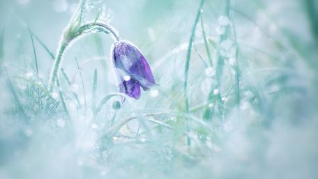 Delicate Blue Flower in Morning Dew wallpaper