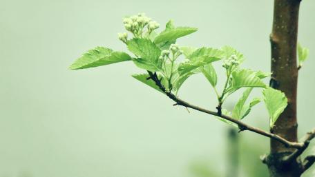Fresh Green Sprouts of Springtime Joy wallpaper