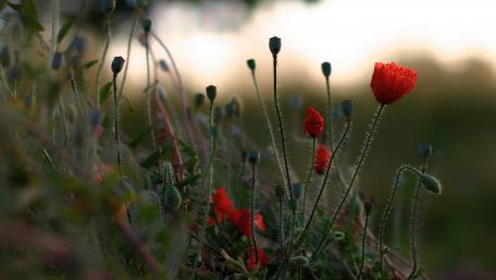 Vibrant Red Poppies in Bloom wallpaper
