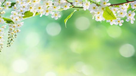 Spring Blossom Elegance in Bokeh Effects wallpaper