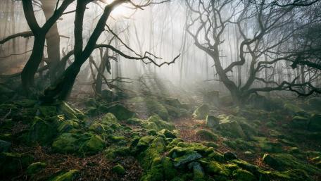 Misty Forest with Sunrays Hitting Mossy Stones wallpaper