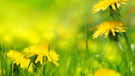 Bright Dandelions in Sunlit Grass wallpaper