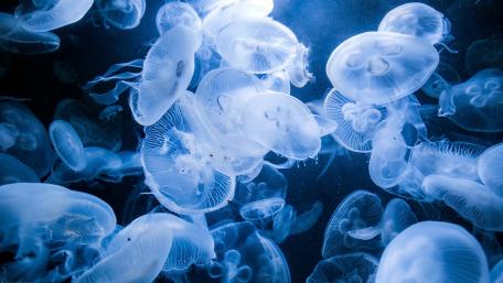 Glowing Jellyfish Dance in Blue Waters wallpaper