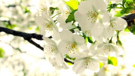 Springtime Elegance in Bloom wallpaper