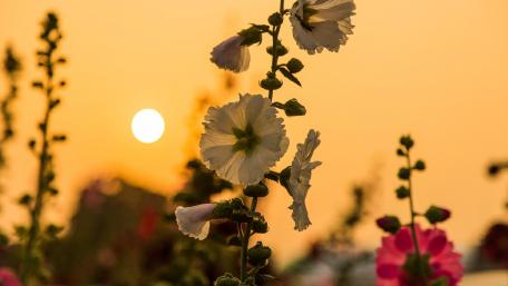 Hollyhock wallpaper