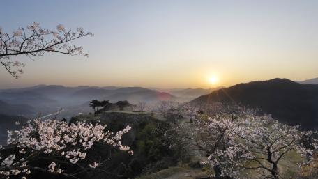 Blossoming Serenity at Dawn wallpaper