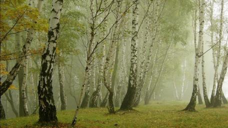 Serene Birch Forest in Misty Atmosphere wallpaper