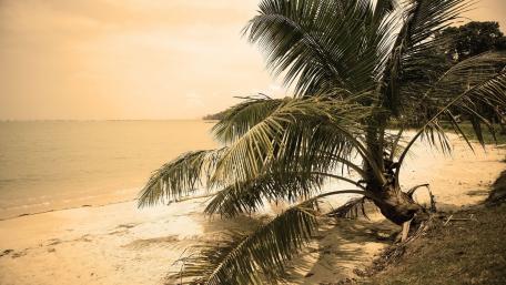 Tranquil Beach Escape with Palm Tree Views wallpaper