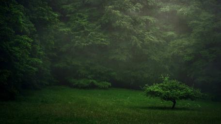 Whispers of a Serene Forest Grove wallpaper